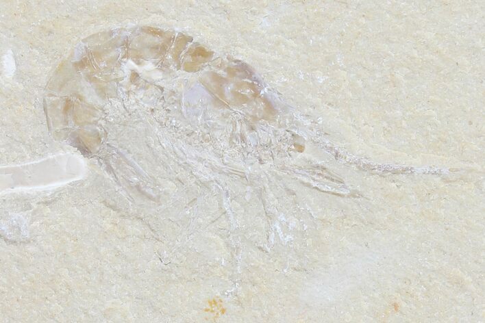 Cretaceous Fossil Shrimp - Lebanon #123864